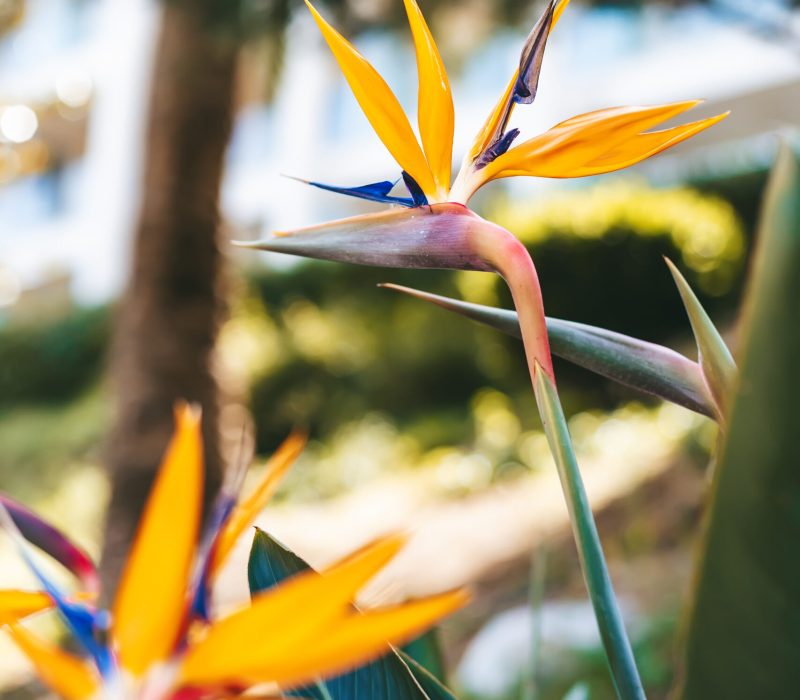 A Bird of Paradise Flower - a common name of Strelitzia, commonly known as a crane flower.