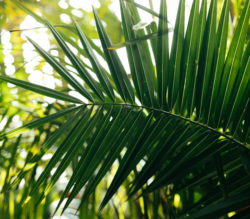 Beautiful green coconut leaf abstract green striped nature background